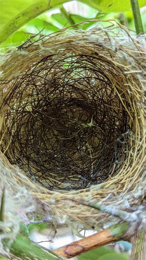 綠繡眼來家裡築巢|野鳥庭前築巢 預示居家風水好兆頭 ＊ 阿波羅新聞網